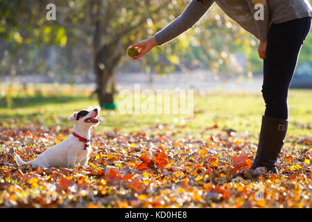 Femme jouant fetch avec Jack Russell Banque D'Images