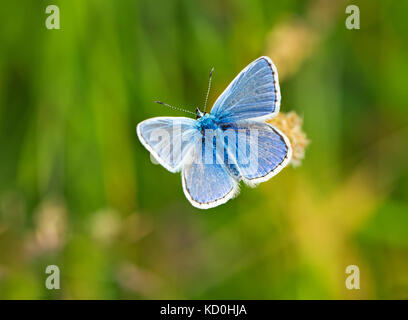 Commune mâle bleu (Polyommatus icarus) butterfly England UK Banque D'Images