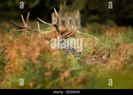 Bushy Park, Londres, Royaume-Uni. 8th octobre 2017. Red Deer Stag (Cervus elaphus) avec Bracken dans ses bois, trouve un compagnon pendant la saison de rutting, Bushy Park, UK Credit: amanda rose/Alay Live News Banque D'Images