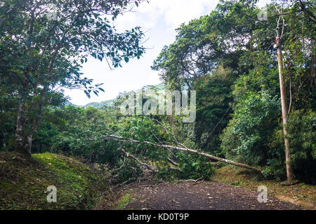 Les arbres et les lignes électriques vers le bas après une forte tempête tropicale vents destructeurs de la force près de El valle de Anton, panama. crédit : urs hauenstein/Alamy live news Banque D'Images