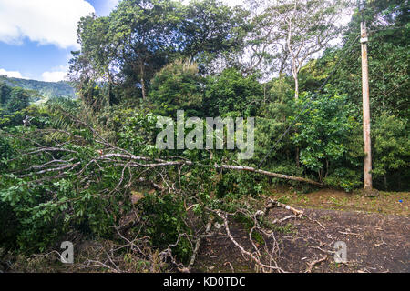 Les arbres et les lignes électriques vers le bas après une forte tempête tropicale vents destructeurs de la force près de El valle de Anton, panama. crédit : urs hauenstein/Alamy live news Banque D'Images