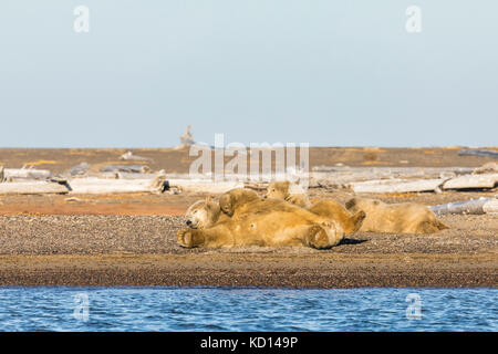 L'ours polaire (Ursus maritimus) et les petits qui reposent sur la crasse le long de la mer de Beaufort, sur l'île Barter, à Kaktovik, en Alaska.Automne.Après-midi. Banque D'Images