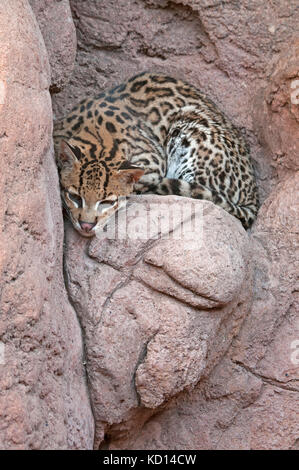 L'Ocelot (Leopardus pardalis), l'intérieur de la cabine à l'Arizona Sonora Desert Museum, Tucson, AZ Banque D'Images