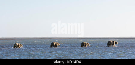 Semer l'ours polaire (Ursus maritimus) et d'oursons balade dans les eaux peu profondes de la mer de Beaufort à Kaktovik, en Alaska. De l'automne. Matin. Banque D'Images