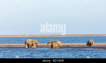 Semer l'ours polaire (Ursus maritimus) sur une pointe de nourriture le long de la mer de Beaufort à Kaktovik, en Alaska. De l'automne. Matin. Banque D'Images