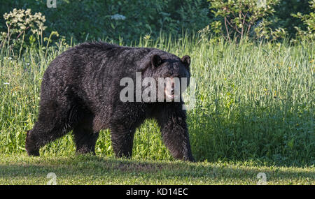 Les grands mâles sauvages (sangliers) Ours noir couvert de rosée,(Ursus americanus), marcher le long du bord d'herbe coupée et de prairie sauvage près de Quetico Provincial Park, Ontario, Canada Banque D'Images