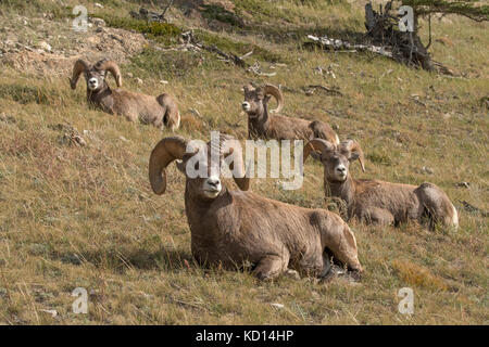 Ram au repos bighorn (Ovis canadensis), Jasper National Park, Alberta, Canada Banque D'Images