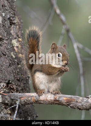 L'Écureuil roux assis sur une branche à la recherche au spectateur. (Tamiasciurus hudsonicus). L'Alberta, Canada. Banque D'Images