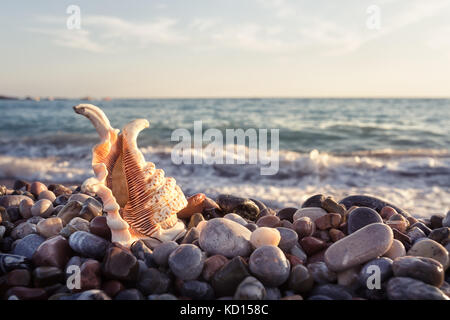 Ornate shell sur le bord de mer rocheux Banque D'Images