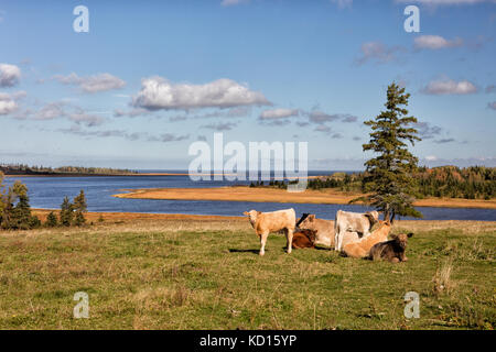 Les bovins, jonston point, Botsford, comté de Westmorland, Nouveau-Brunswick, Canada Banque D'Images
