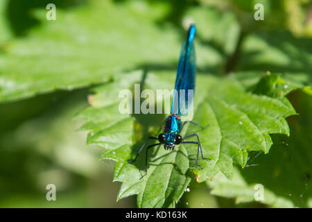 Bagué mâle calopteryx splendens (demoiselle) Banque D'Images