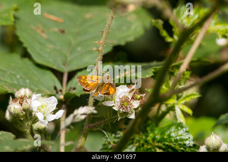 Grand skipper (ochlodes sylvanus) Banque D'Images