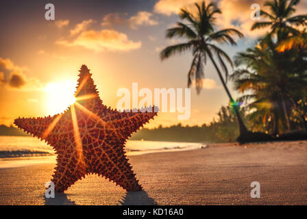 Étoile de mer seastar ou debout sur la plage au lever du soleil Banque D'Images