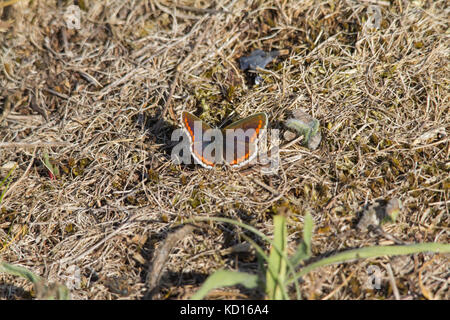 Argus brun aricia agestis (papillon) reposant sur le sol Banque D'Images