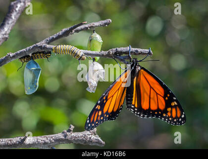 Papillon monarque éclosion avec des chenilles, et chrysalides Banque D'Images