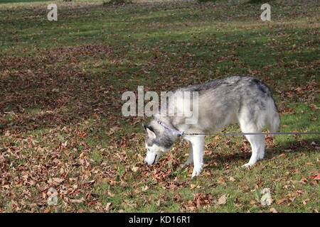 Un Husky Sibérien malamute chien en laisse avec son propriétaire en dehors sur l'herbe Banque D'Images