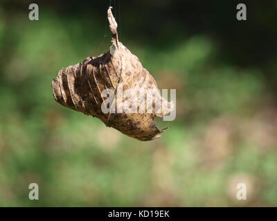 Les papillons monarques arrivent du Canada, deux espèces de Texas et d'un étonnant travail de création des araignées. Banque D'Images