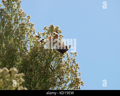 Les papillons monarques arrivent du Canada, deux espèces de Texas et d'un étonnant travail de création des araignées. Banque D'Images