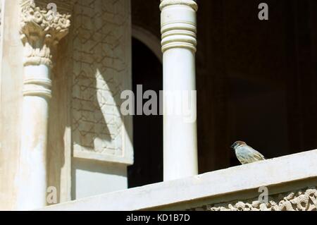 En d'oiseaux dans les jardins de la tour mihrab partal, Alhambra, Granada, Andalousie, espagne Banque D'Images