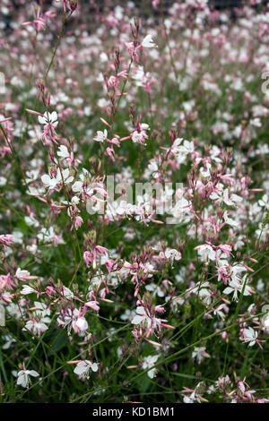 Vue rapprochée de la London Pride, Saxifraga × urbium fleur sur un jardin. Banque D'Images