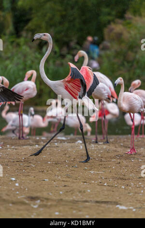 Plus Flaimngo à Slimbridge Banque D'Images