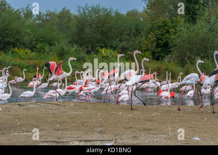 Plus Flaimngo à Slimbridge Banque D'Images