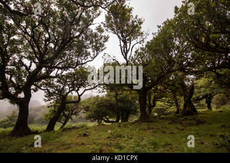 Fanal ancien emplacement d'arbres laurel, célèbre sentier de randonnée pédestre sur l'île de Madère, au Portugal. Banque D'Images