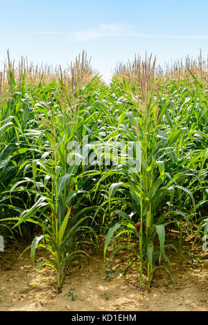 Vue avant de lignes de la maturation du maïs dans un champ sous un ciel bleu pâle dans la campagne française. Banque D'Images