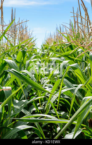 Vue rapprochée de l'or vert des feuilles et glands des plants de maïs dans un champ sous un ciel bleu pâle dans la campagne française. Banque D'Images