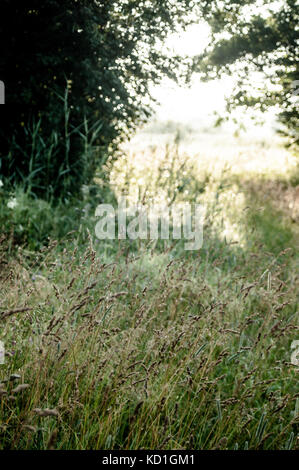 Prairie en été. Banque D'Images