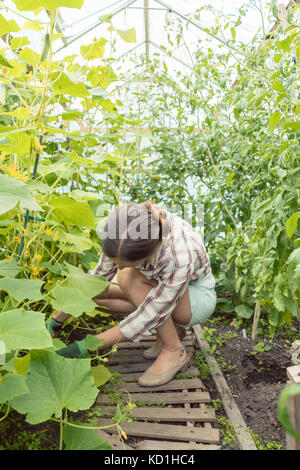 Femme travaillant dans la maison verte sur les tomates Banque D'Images