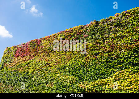 Boston ivy (du Parthenocissus tricuspidata) bâtiment couvert, Churchill College, Université de Cambridge, Royaume-Uni Banque D'Images