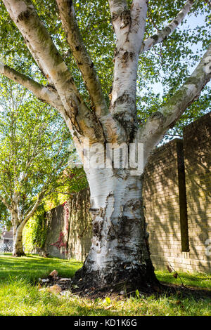 Le Betula ermanii bouleau, l'or, du bouleau planté 1975 Erman à Churchill College, Cambridge, UK Banque D'Images