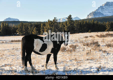 Wild horse (piebald) dans une prairie. Paysage de montagnes du Canada Banque D'Images