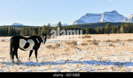 Wild horse (piebald) dans une prairie. Paysage de montagnes du Canada Banque D'Images