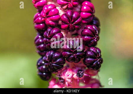 La maturation du phytolaque (pokeweed) américain, baies Phytolacca americana Banque D'Images