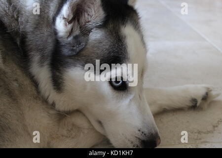 Un chien husky de Sibérie jette sur le sol sous une table et est fatigué et mignon et de moelleux et prendre une sieste Banque D'Images