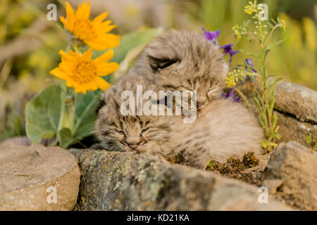 Les jeunes chatons chat sauvage d'une sieste sur un rebord au printemps, près de Bozeman, Montana, USA. Un à six, mais habituellement deux à quatre, les chatons sont nés en avril ou Banque D'Images