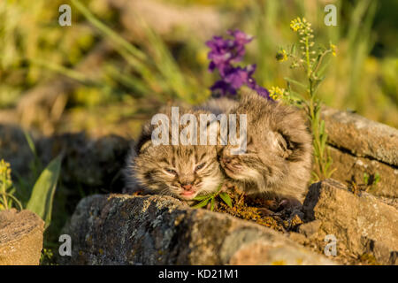 Les jeunes chatons lynx perché sur une corniche au printemps, près de Bozeman, Montana, USA. Un à six, mais habituellement deux à quatre, les chatons sont nés en avril ou Banque D'Images