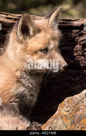 Kits de Red Fox scrutant de son terrier près de Bozeman, Montana, USA. Des animaux en captivité. Banque D'Images