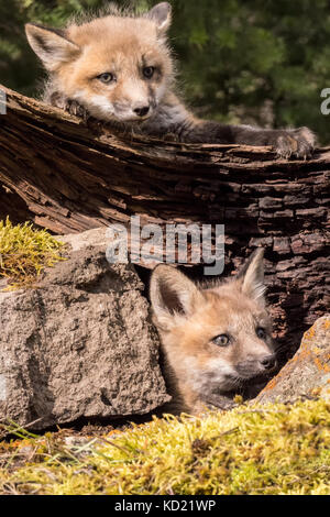 Deux kits Red Fox, près de l'entrée de leur tanière, près de Bozeman, Montana, USA. Des animaux en captivité. Banque D'Images