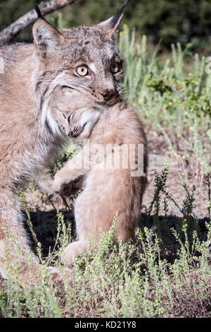 Lynx du Canada soigneusement mère portant son chaton près de Bozeman, Montana, USA. Le lynx femelle donnera naissance à entre 1 et 6 chatons mais l'Avera Banque D'Images