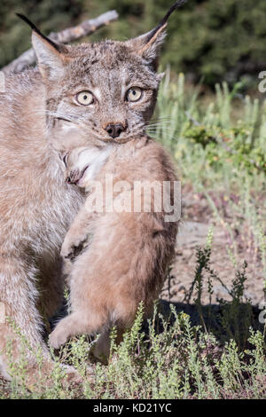 Lynx du Canada soigneusement mère portant son chaton près de Bozeman, Montana, USA. Le lynx femelle donnera naissance à entre 1 et 6 chatons mais l'Avera Banque D'Images