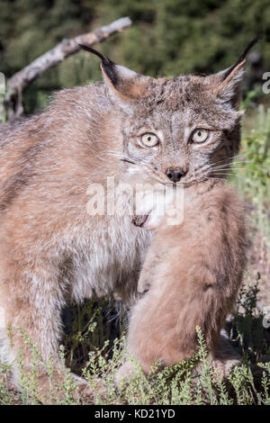 Lynx du Canada soigneusement mère portant son chaton près de Bozeman, Montana, USA. Le lynx femelle donnera naissance à entre 1 et 6 chatons mais l'Avera Banque D'Images