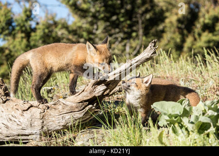 Kits de Red Fox près de Bozeman, Montana, USA. Des animaux en captivité. Banque D'Images
