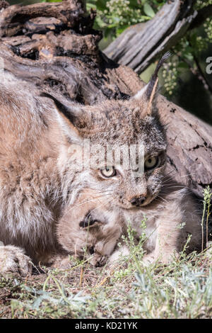 Lynx du Canada alerte mère tenant son chaton près de Bozeman, Montana, USA. Le lynx femelle donnera naissance à entre 1 et 6 chatons mais la moyenne est Banque D'Images