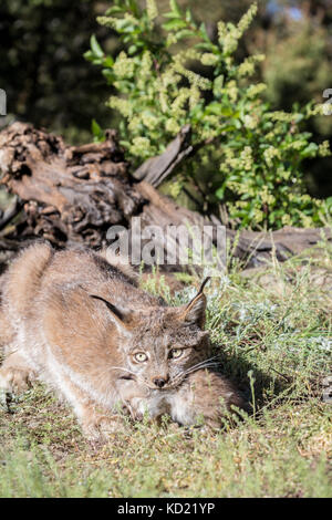 Lynx du Canada alerte mère tenant son chaton près de Bozeman, Montana, USA. Le lynx femelle donnera naissance à entre 1 et 6 chatons mais la moyenne est Banque D'Images