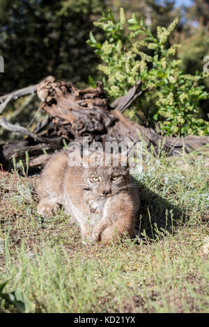 Lynx du Canada alerte mère tenant son chaton près de Bozeman, Montana, USA. Le lynx femelle donnera naissance à entre 1 et 6 chatons mais la moyenne est Banque D'Images