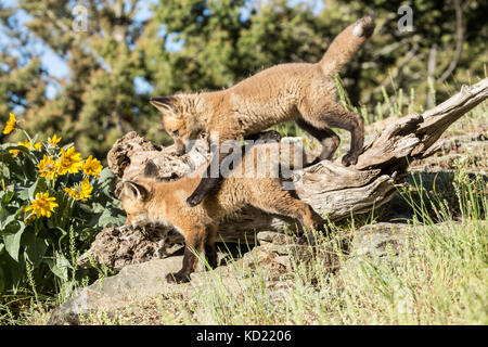 Kits de Red Fox jouant avec un pratiquant la dominance, près de Bozeman, Montana, USA. Des animaux en captivité. Banque D'Images