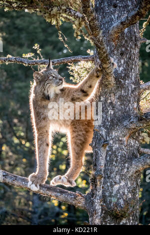 Lynx du Canada adultes l'escalade dans un arbre, montrant ce qu'il a de grandes pattes, près de Bozeman, Montana, USA. Elles sont équipées d'une épaisse fourrure et exceptionnelles Banque D'Images